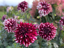 Load image into Gallery viewer, Tartan Dahlia Tuber - TAR