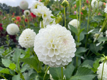 Load image into Gallery viewer, Ryecroft Dave's Choice Dahlia Tuber - RCDV (5 Pack)