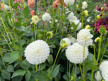 Load image into Gallery viewer, Ryecroft Dave's Choice Dahlia Tuber - RCDV (5 Pack)