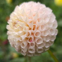 Load image into Gallery viewer, Irish D Porter Dahlia Tuber - IDP