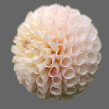 Load image into Gallery viewer, Irish D Porter Dahlia Tuber - IDP