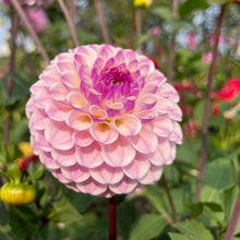 Load image into Gallery viewer, Van Isle Gem Dahlia Tuber - VIGEM