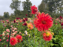 Load image into Gallery viewer, Bodacious Dahlia Tuber - BOD