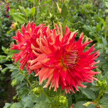 Load image into Gallery viewer, Bodacious Dahlia Tuber - BOD