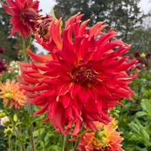 Load image into Gallery viewer, Bodacious Dahlia Tuber - BOD