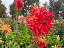 Load image into Gallery viewer, Bodacious Dahlia Tuber - BOD