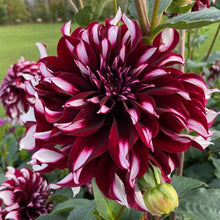 Load image into Gallery viewer, Tartan Dahlia Tuber - TAR
