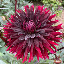 Load image into Gallery viewer, Black Jack Dahlia Tuber - BLJK