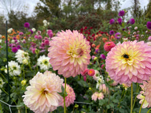 Load image into Gallery viewer, Crazy 4 Teedy Dahlia Tuber - CRZT