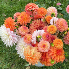 Load image into Gallery viewer, A Dahlia Value Pack (Unnamed) - 10 Tubers