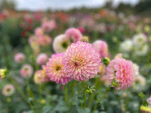 Load image into Gallery viewer, Crazy 4 Teedy Dahlia Tuber - CRZT