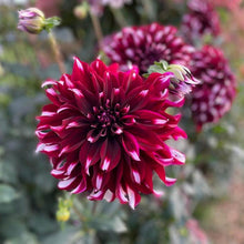 Load image into Gallery viewer, Tartan Dahlia Tuber - TAR