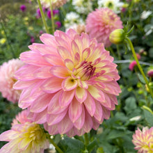 Load image into Gallery viewer, Crazy 4 Teedy Dahlia Tuber - CRZT