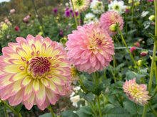 Load image into Gallery viewer, Crazy 4 Teedy Dahlia Tuber - CRZT