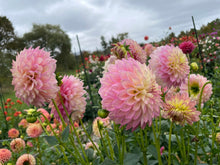 Load image into Gallery viewer, Crazy 4 Teedy Dahlia Tuber - CRZT