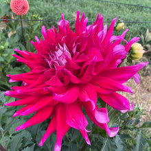 Load image into Gallery viewer, AC Dark Horse Dahlia Tuber - ACDH