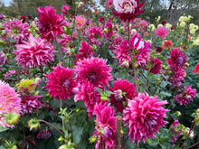 Load image into Gallery viewer, Zorro Dahlia Tuber - ZRO