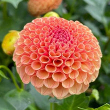 Load image into Gallery viewer, Amber Queen Dahlia Tuber - AMBQ