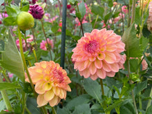 Load image into Gallery viewer, Lark's Ebbe Dahila Tuber - LKEB