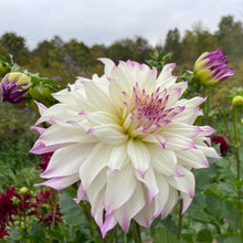 Load image into Gallery viewer, Ferncliff Illusion Dahlia Tuber - FERN