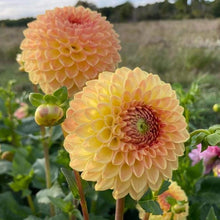 Load image into Gallery viewer, Blyton Softer Gleam Dahlia Tuber - BLSF