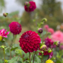 Load image into Gallery viewer, Lupin Chris Dahlia Tuber - LPCR