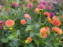 Load image into Gallery viewer, Amber Queen Dahlia Tuber - AMBQ
