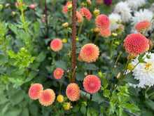 Load image into Gallery viewer, Amber Queen Dahlia Tuber - AMBQ