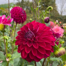 Load image into Gallery viewer, Lupin Chris Dahlia Tuber - LPCR