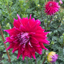 Load image into Gallery viewer, AC Dark Horse Dahlia Tuber - ACDH