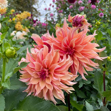 Load image into Gallery viewer, Labyrinth Dahlia Tuber - LAB