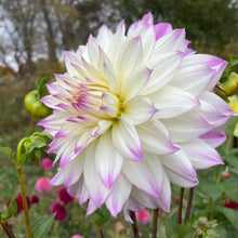 Load image into Gallery viewer, Ferncliff Illusion Dahlia Tuber - FERN