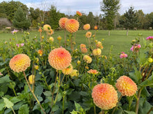 Load image into Gallery viewer, Blyton Softer Gleam Dahlia Tuber - BLSF