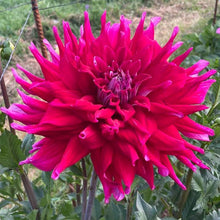 Load image into Gallery viewer, AC Dark Horse Dahlia Tuber - ACDH