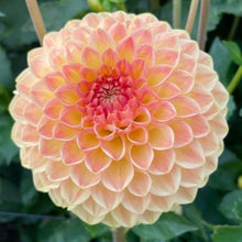 Load image into Gallery viewer, Blyton Softer Gleam Dahlia Tuber - BLSF