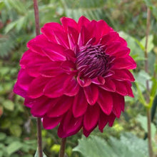 Load image into Gallery viewer, Lupin Chris Dahlia Tuber - LPCR