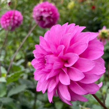 Load image into Gallery viewer, GG's Alessandro Dahlia Tuber - GGAL