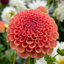 Load image into Gallery viewer, Amber Queen Dahlia Tuber - AMBQ