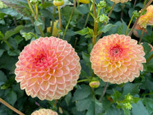 Load image into Gallery viewer, Blyton Softer Gleam Dahlia Tuber - BLSF