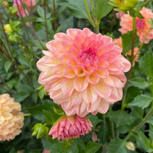 Load image into Gallery viewer, Lark's Ebbe Dahila Tuber - LKEB