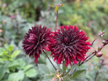 Load image into Gallery viewer, Black Jack Dahlia Tuber - BLJK