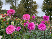 Load image into Gallery viewer, GG's Alessandro Dahlia Tuber - GGAL