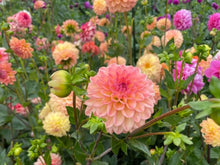 Load image into Gallery viewer, Lark's Ebbe Dahila Tuber - LKEB