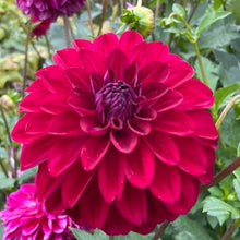 Load image into Gallery viewer, Lupin Chris Dahlia Tuber - LPCR