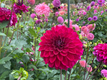 Load image into Gallery viewer, Lupin Chris Dahlia Tuber - LPCR