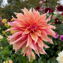 Load image into Gallery viewer, Labyrinth Dahlia Tuber - LAB