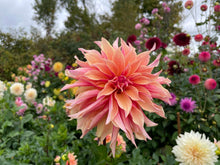 Load image into Gallery viewer, Labyrinth Dahlia Tuber - LAB