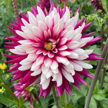 Load image into Gallery viewer, Rebecca’s World Dahlia Tuber -REBW