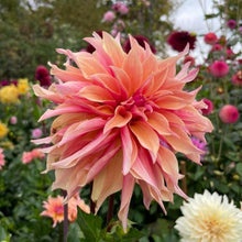 Load image into Gallery viewer, Labyrinth Dahlia Tuber - LAB