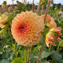 Load image into Gallery viewer, Blyton Softer Gleam Dahlia Tuber - BLSF